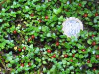 Albums/20060200-New Zealand 2006/20060207-South to Fox/24